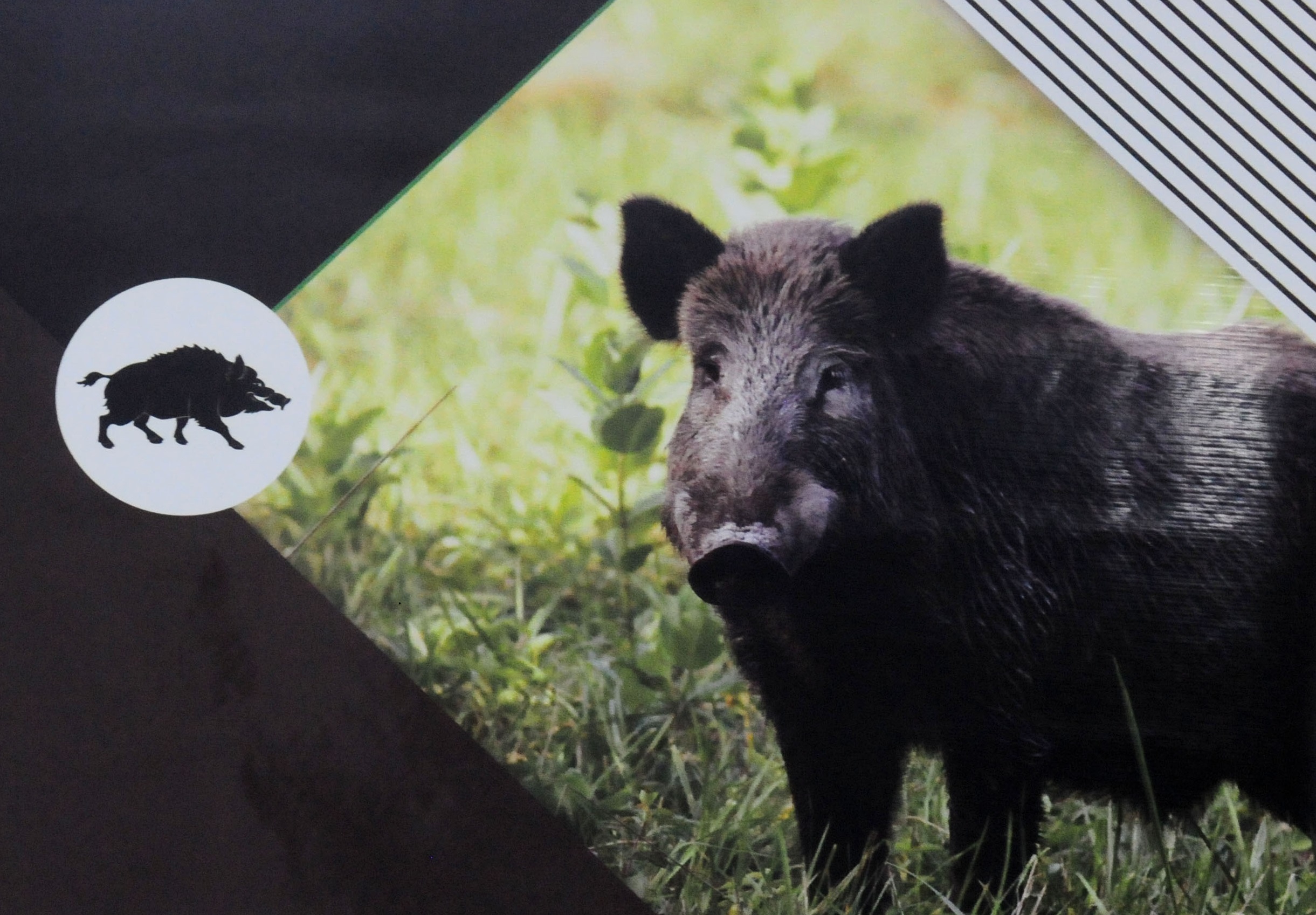 Oficina elabora plano de controle do javali